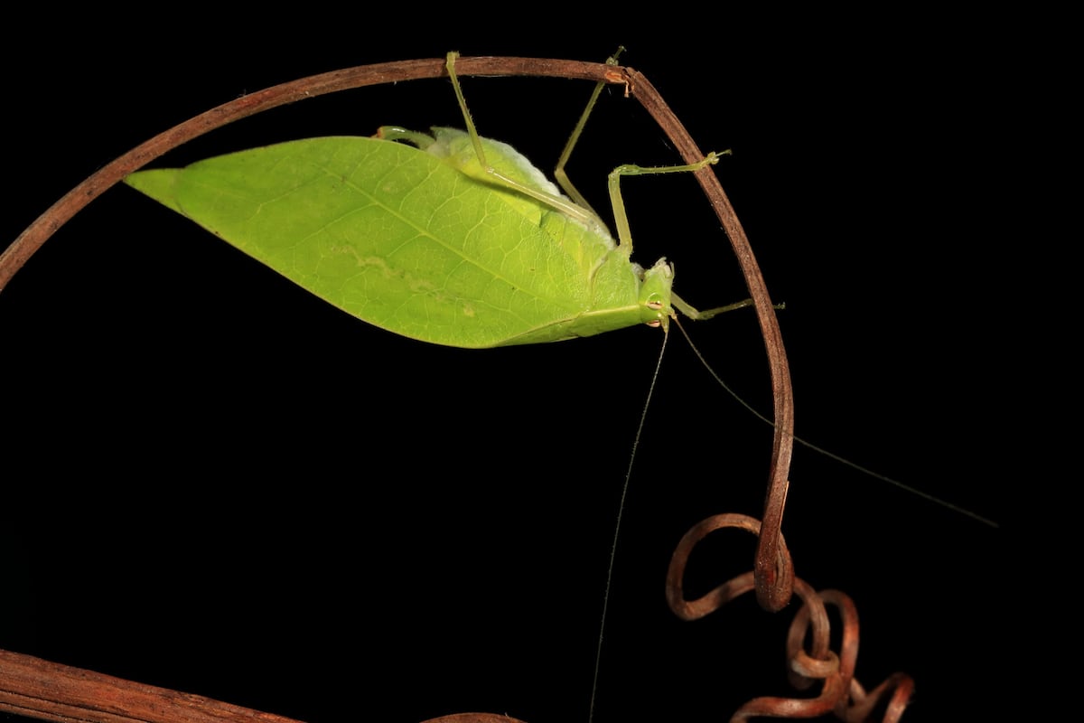 Escuchar a los saltamontes: la nueva forma de estudiar insectos tropicales en Panamá