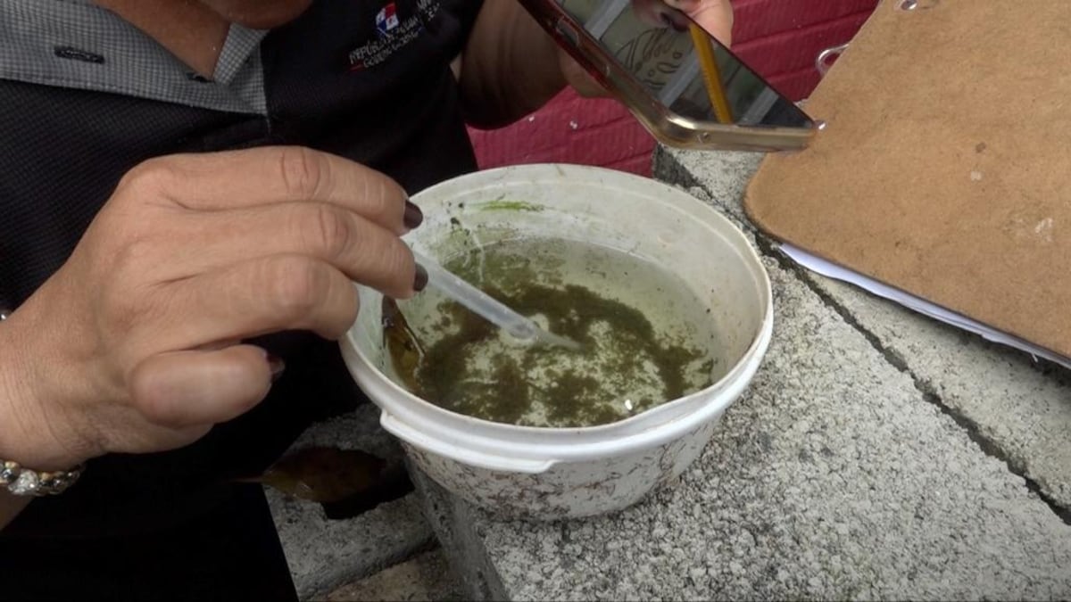 Bocas del Toro y Colón son las provincias con más casos de dengue