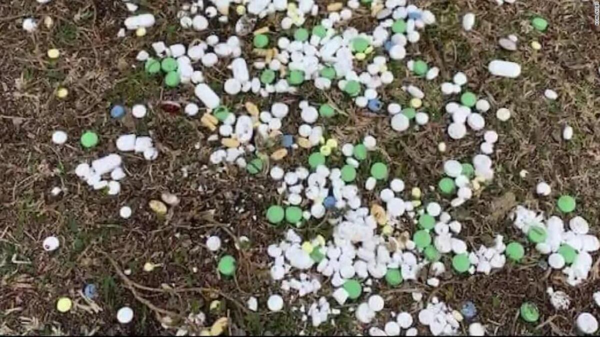 Gaviotas y gansos sufren sobredosis con pastillas en parque