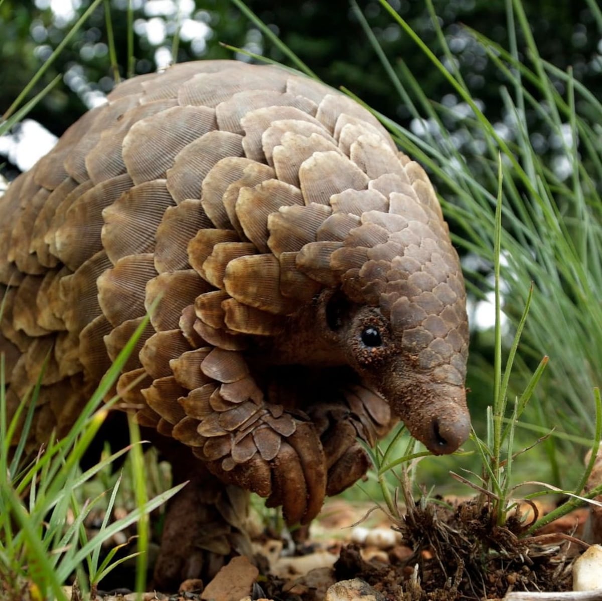 Científicos identifican al pangolín como eslabón clave en la transmisión del coronavirus