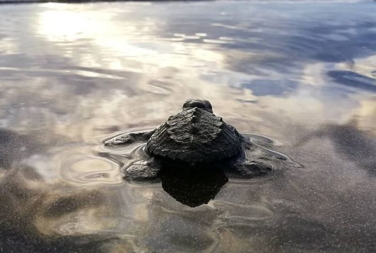 Más de un millón de tortugas han nacido en playas panameñas