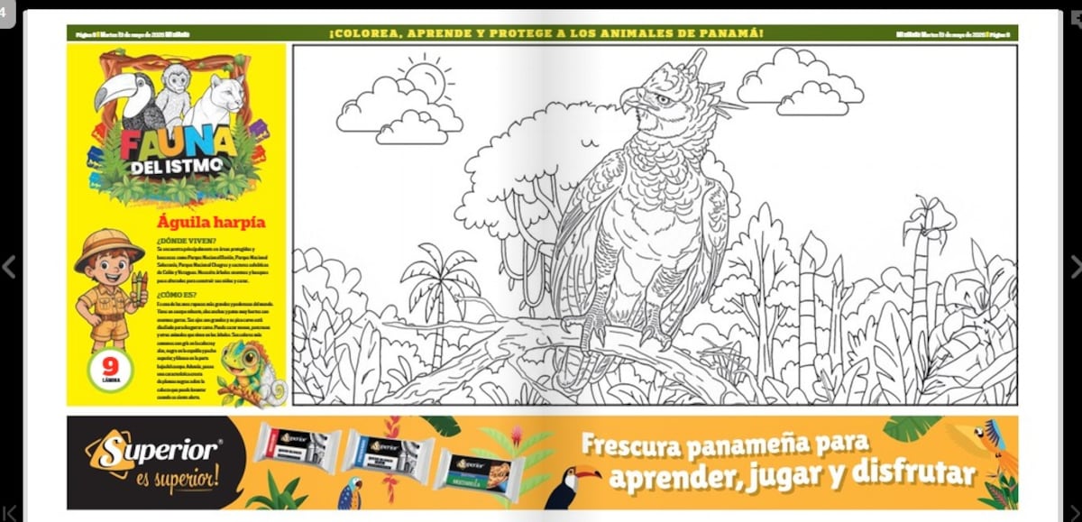El águila harpía vuela en ‘Fauna del Istmo’: Mi Diario trae una lámina para colorear y aprender