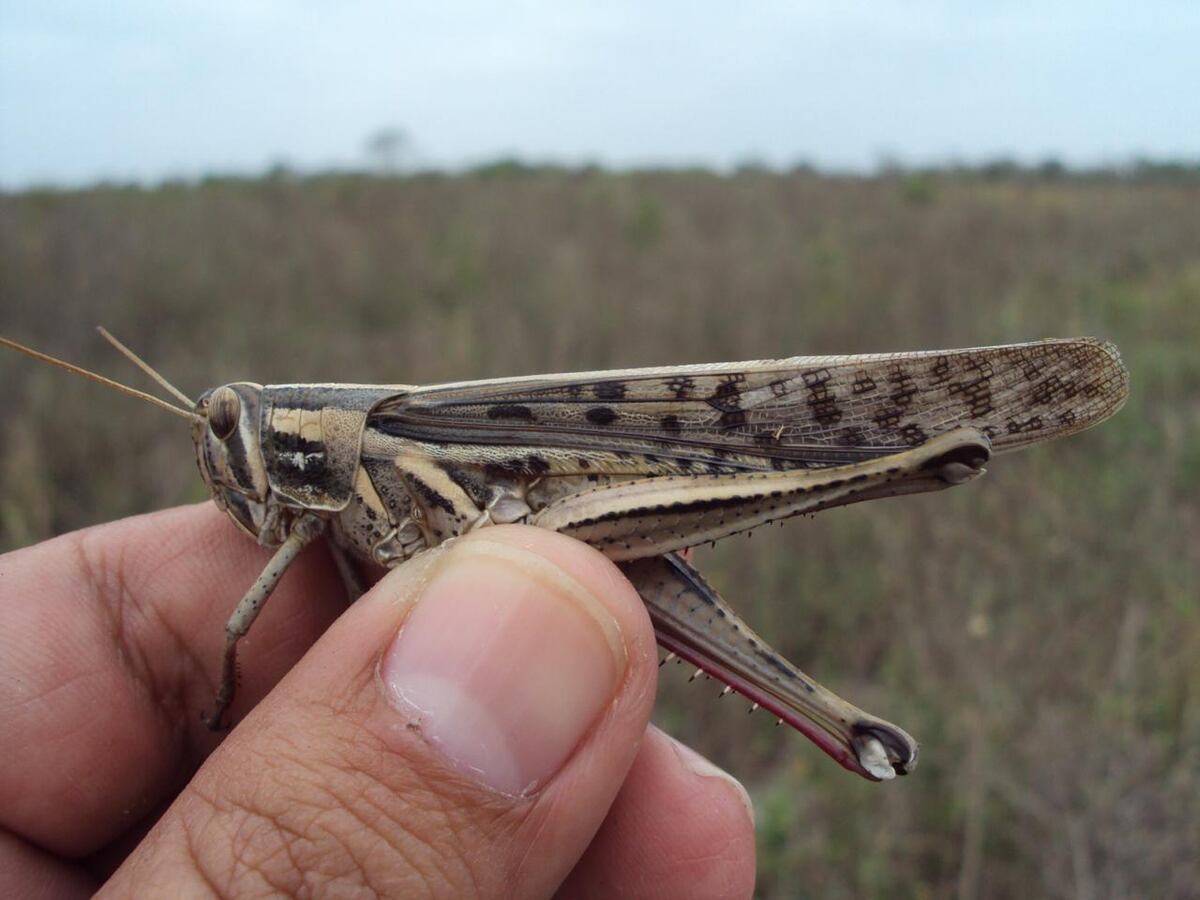 Crean Comisión Técnica para prevenir ingreso de plaga de la Langosta Centroamericana