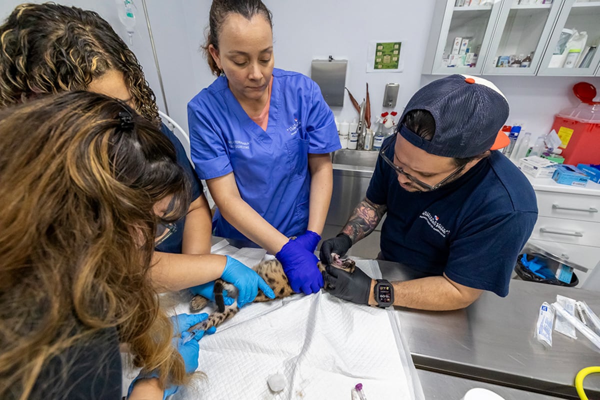 MiAMBIENTE atiende los primeros casos de fauna silvestre del año en su clínica veterinaria