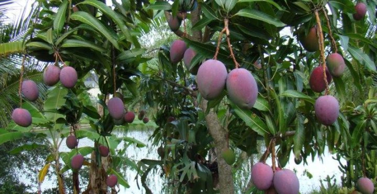 El dulce sabor del peligro: Varios niños resultan heridos por descargas eléctricas al subir a un árbol de mango en Las Nubes, Loma Cová