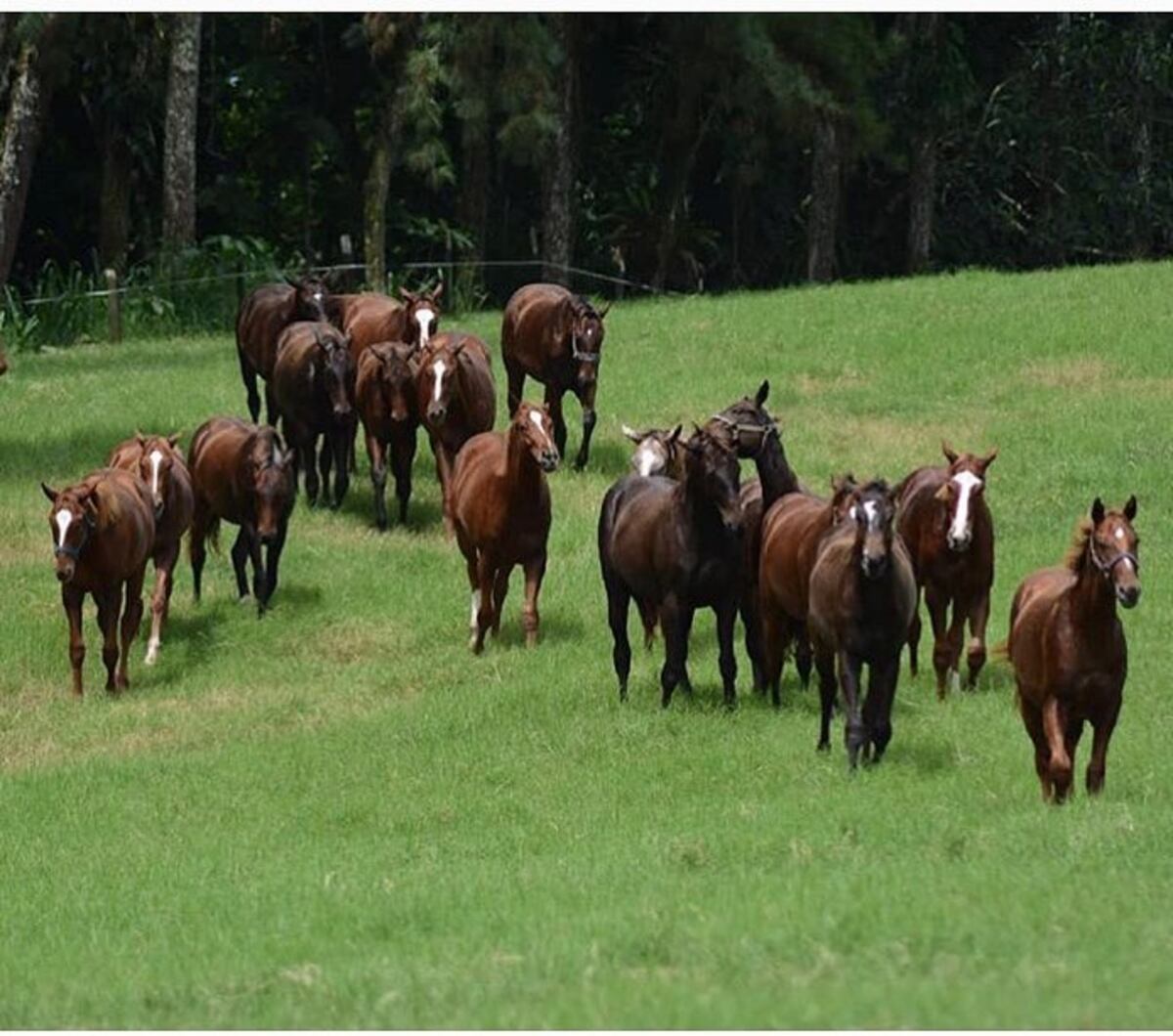 Harás Cerro Punta prende la pista: 32 potros a subasta este 25 de octubre