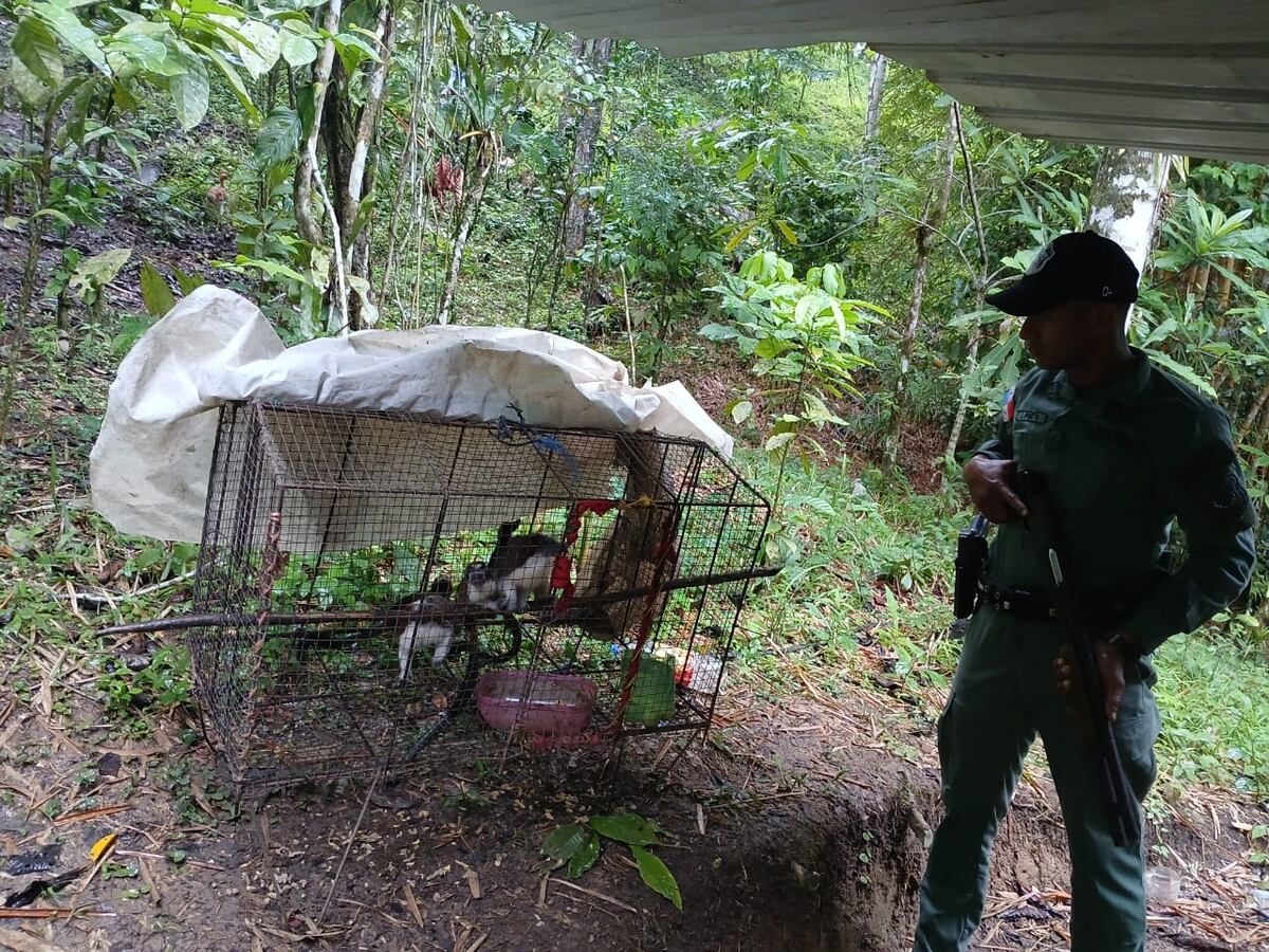 Rescatan a 12 Monos en Cautiverio en Penonomé