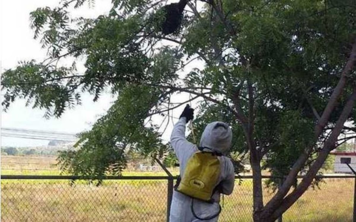 Abejas africanizadas. Una de las emergencias de mayor demanda para los bomberos