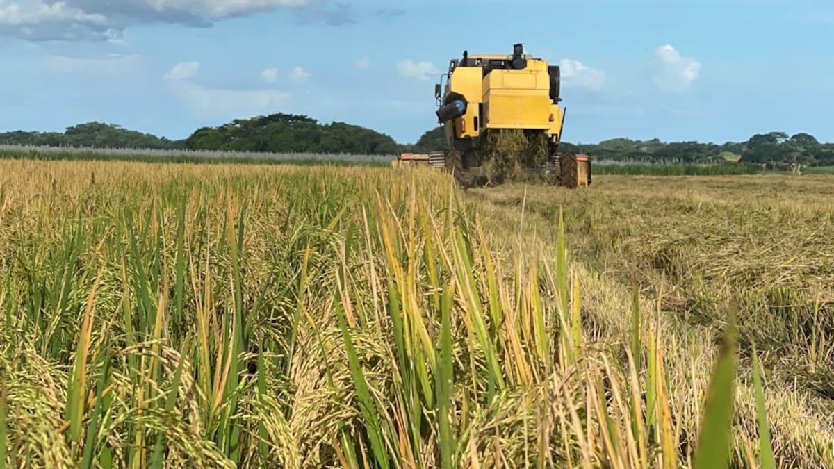 Productores de arroz incrementarán más las hectáreas de siembra para garantizar el grano