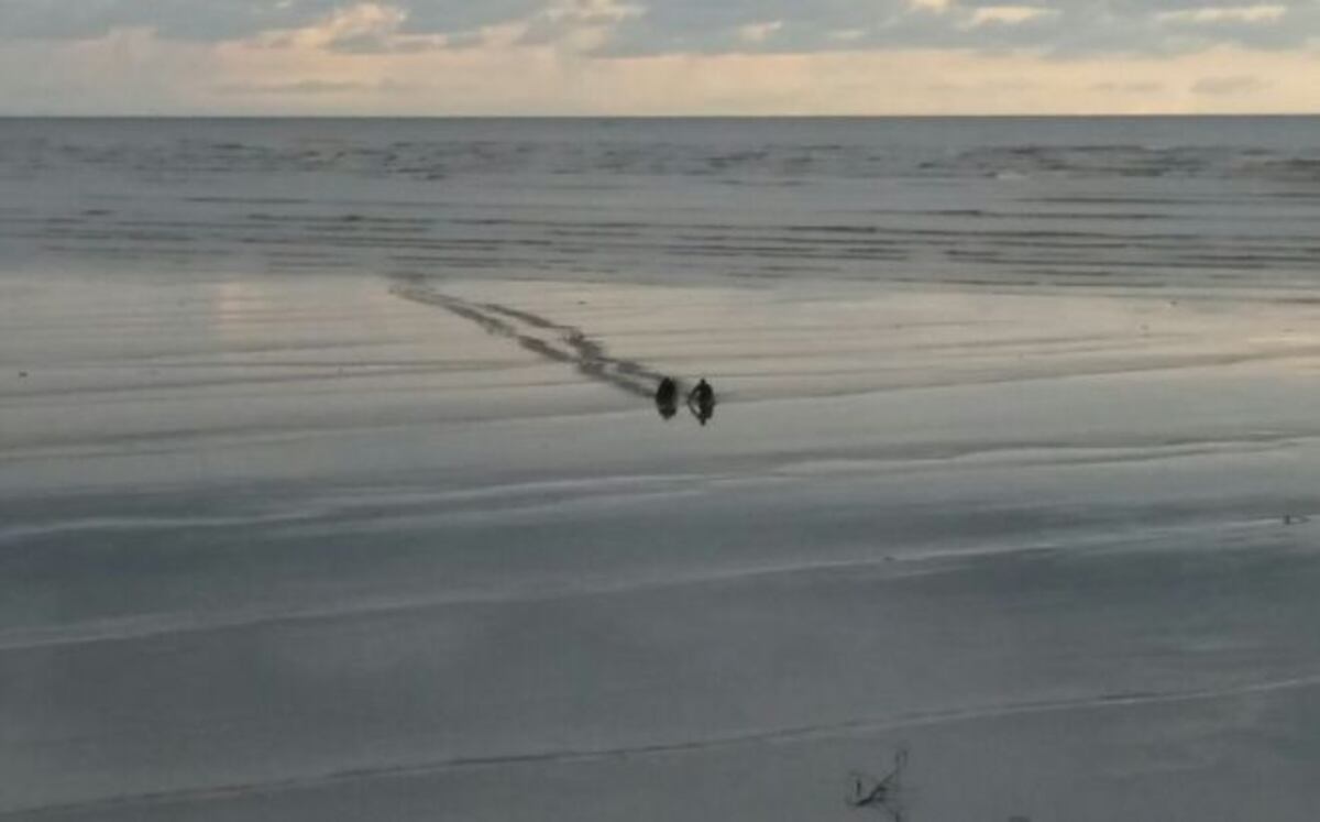 POLICÍAS SE QUITAN LA ROPA. Se lanzan al manglar para buscar a supuesto ladrón