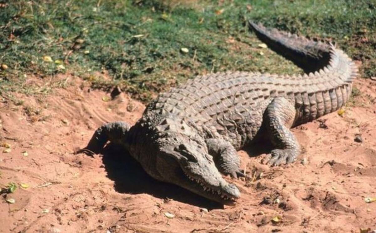 ¡AY, PADRE! Cocodrilo arranca brazo a mujer pero no impide su boda