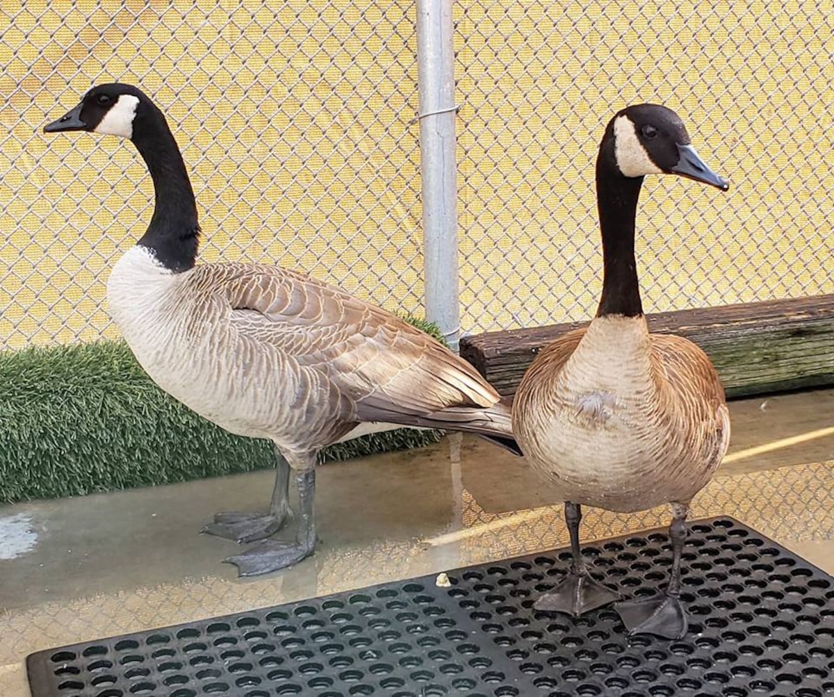 Gaviotas y gansos sufren sobredosis con pastillas en parque