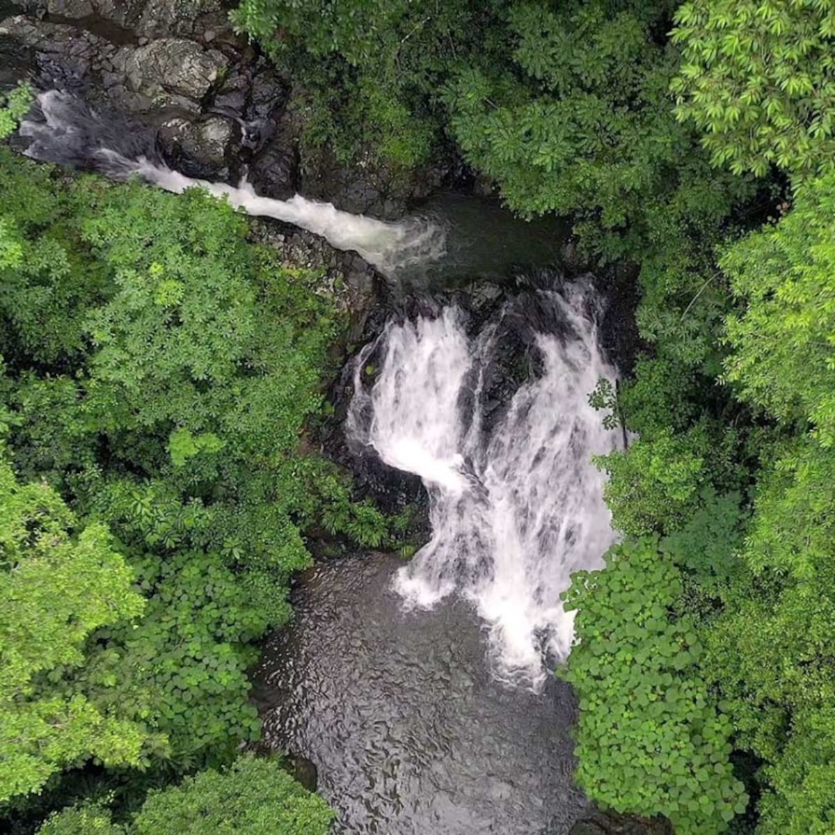 MiAmbiente se opone a anteproyecto de ley que impactaría negativamente al Parque Nacional Darién