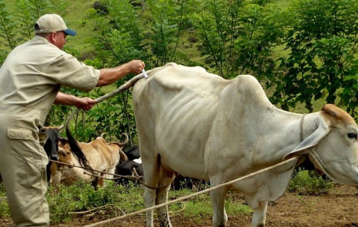 Veterinarios anuncian paro a partir de este martes 28 de agosto