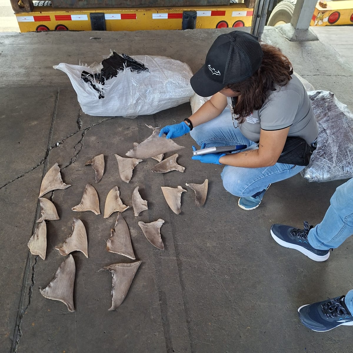 Declararon ‘buche de pescado’, pero encontraron 109 sacos de aletas de tiburón en Colón