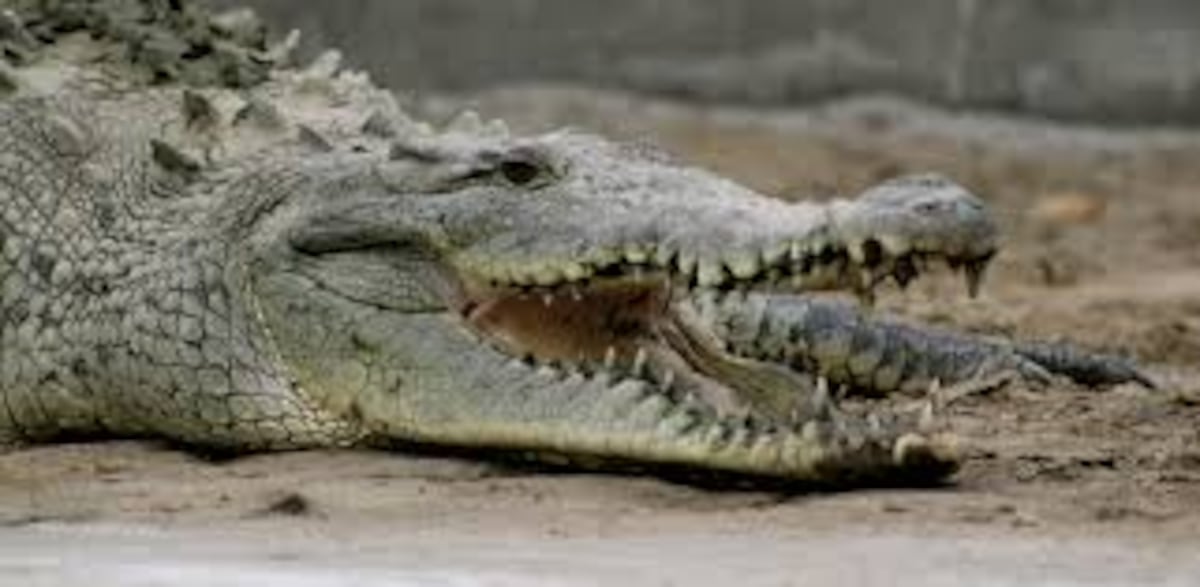 Un cocodrilo ataca bote de pescadores (VIDEO)