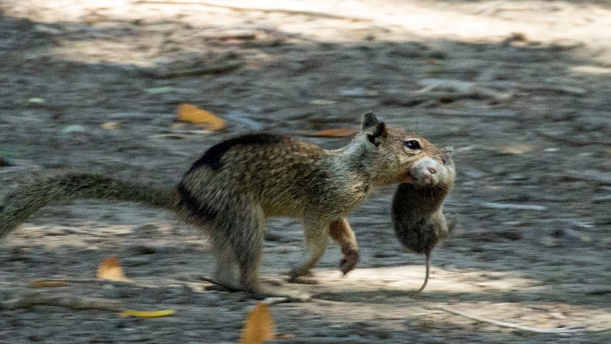 Ardillas carnívoras en California