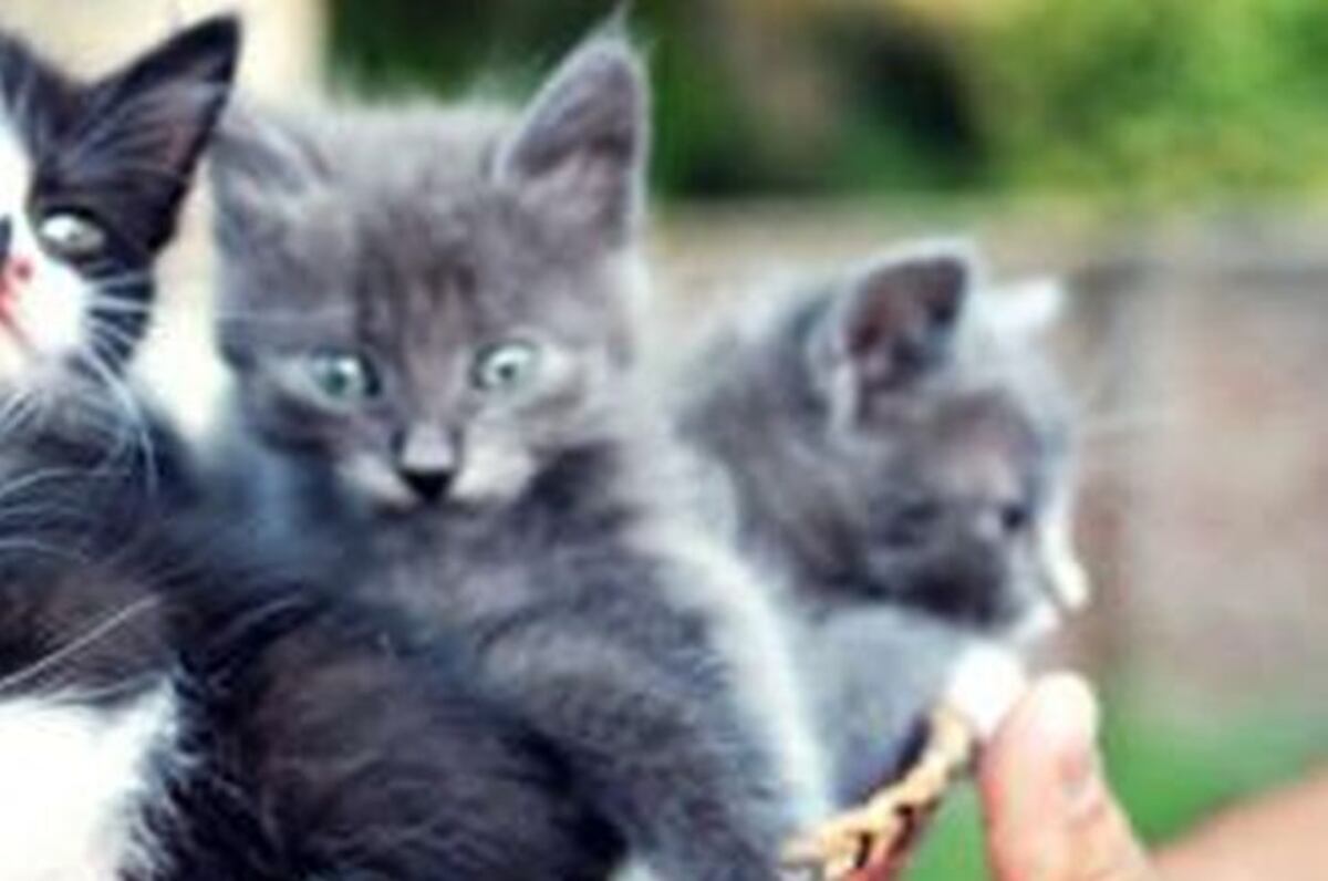 EN UN PLANTEL | Cruel. Asesinan a gatitos, los lanzan de un segundo piso