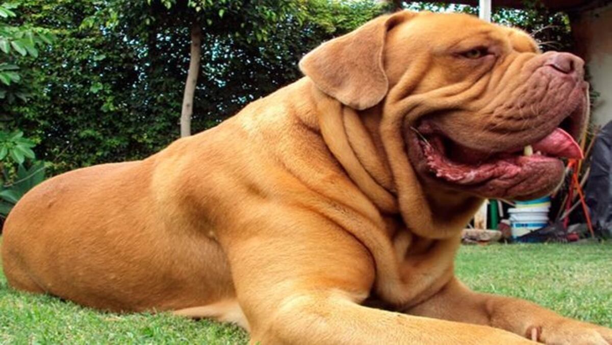 Madre e hija mueren tras ser atacadas por sus propios perros en...