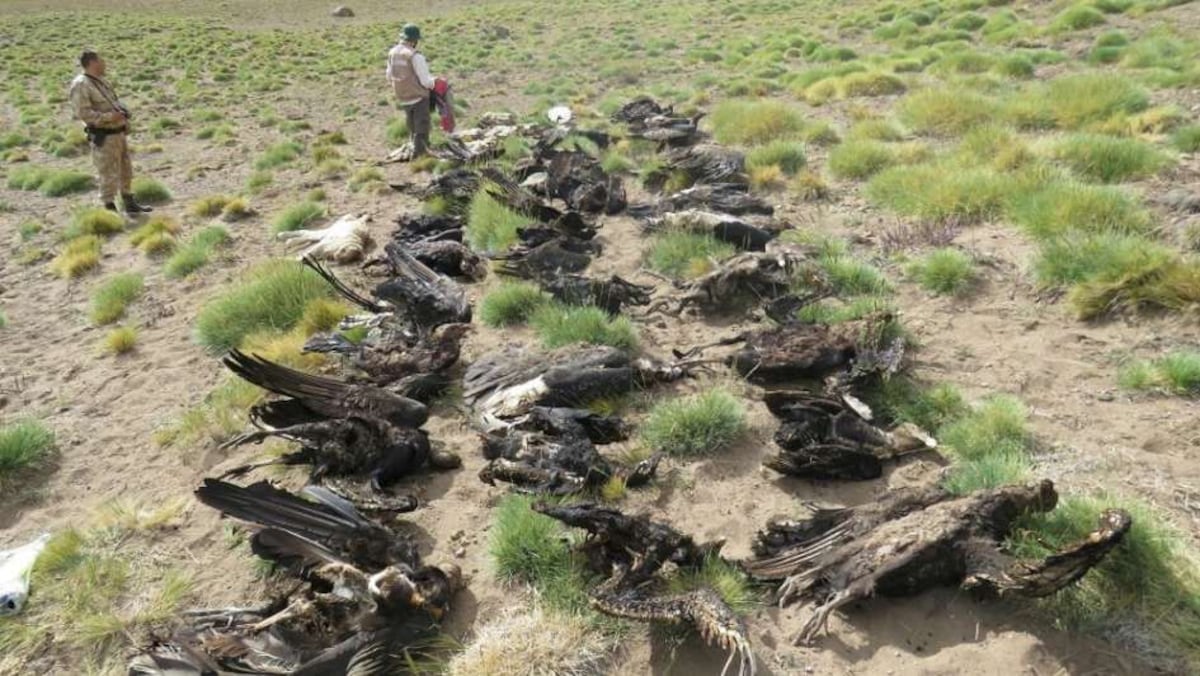 Una alerta ambiental se lanzó en Argentina luego de la muerte de cóndores
