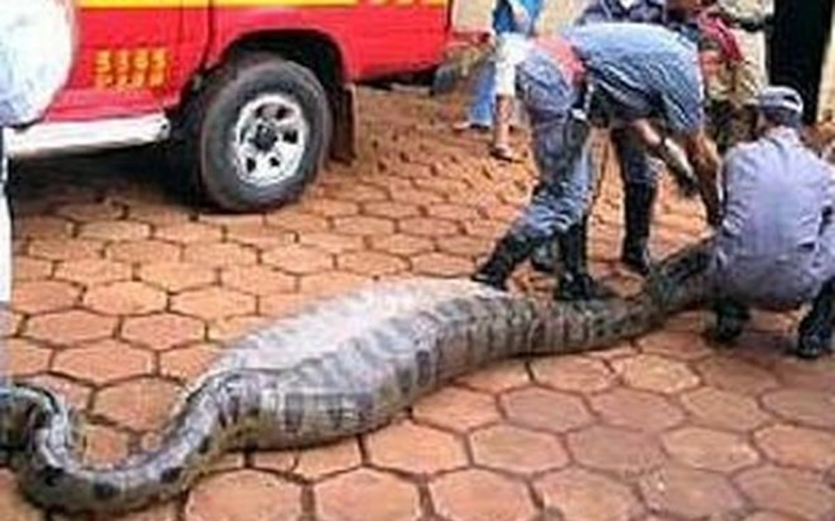 VIRAL. La verdadera historia de la supuesta víbora que se tragó a un diputado 