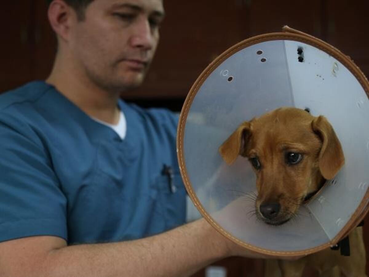 ¡INDIGNACIÓN! Por el caso una cachorra de cuatro meses que fue violada