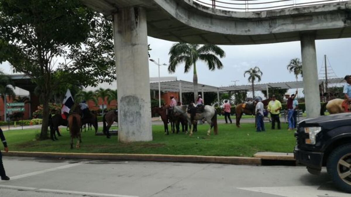 Protestan.Con vacas y caballos productores marchan hasta la Presidencia | Videos