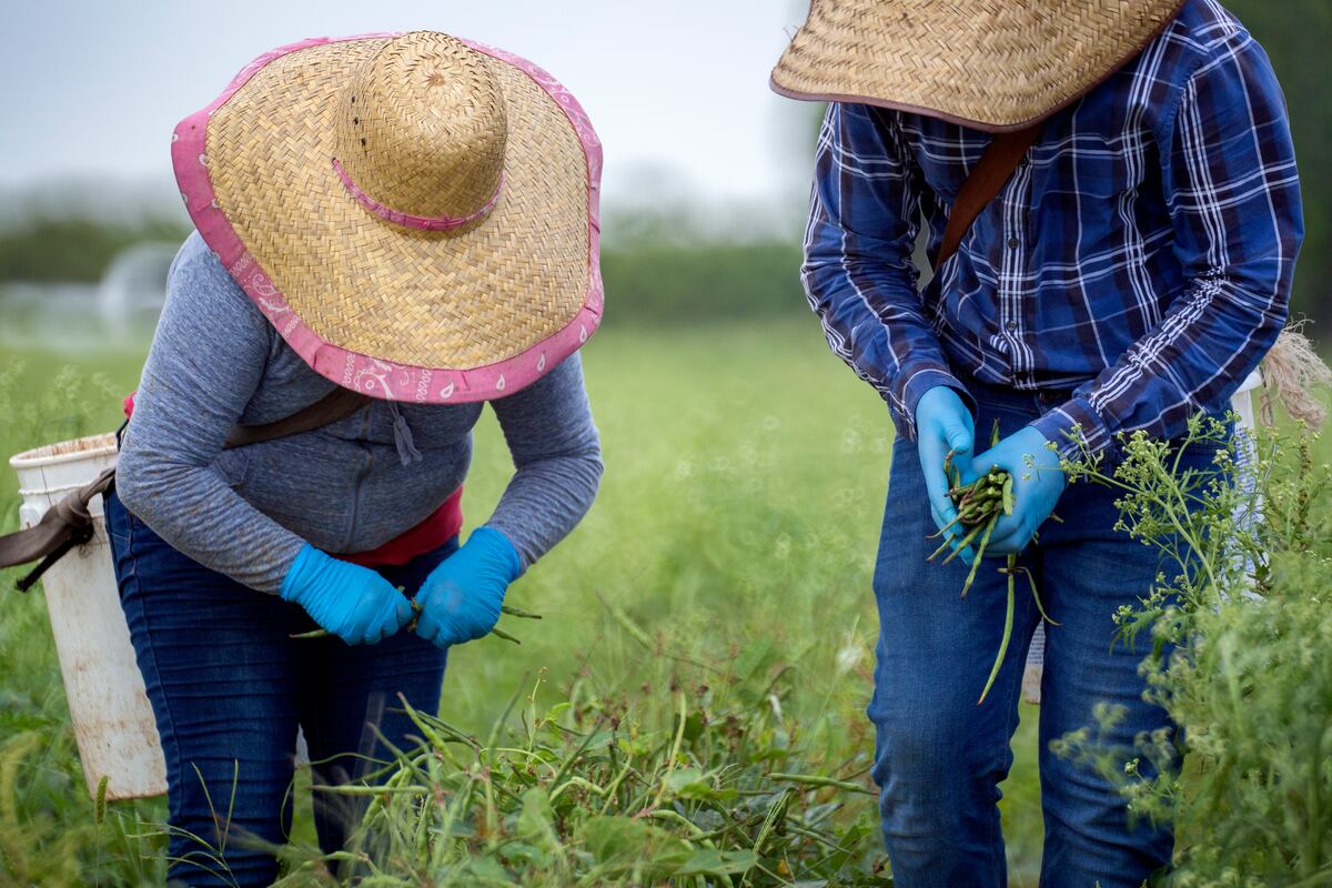 Florida alerta de misteriosas semillas llegadas de China y pide no sembrarlas