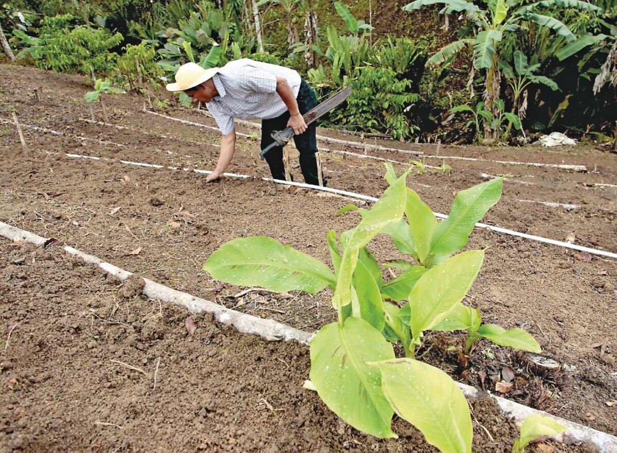 Gobierno no descarta los jamones para diciembre
