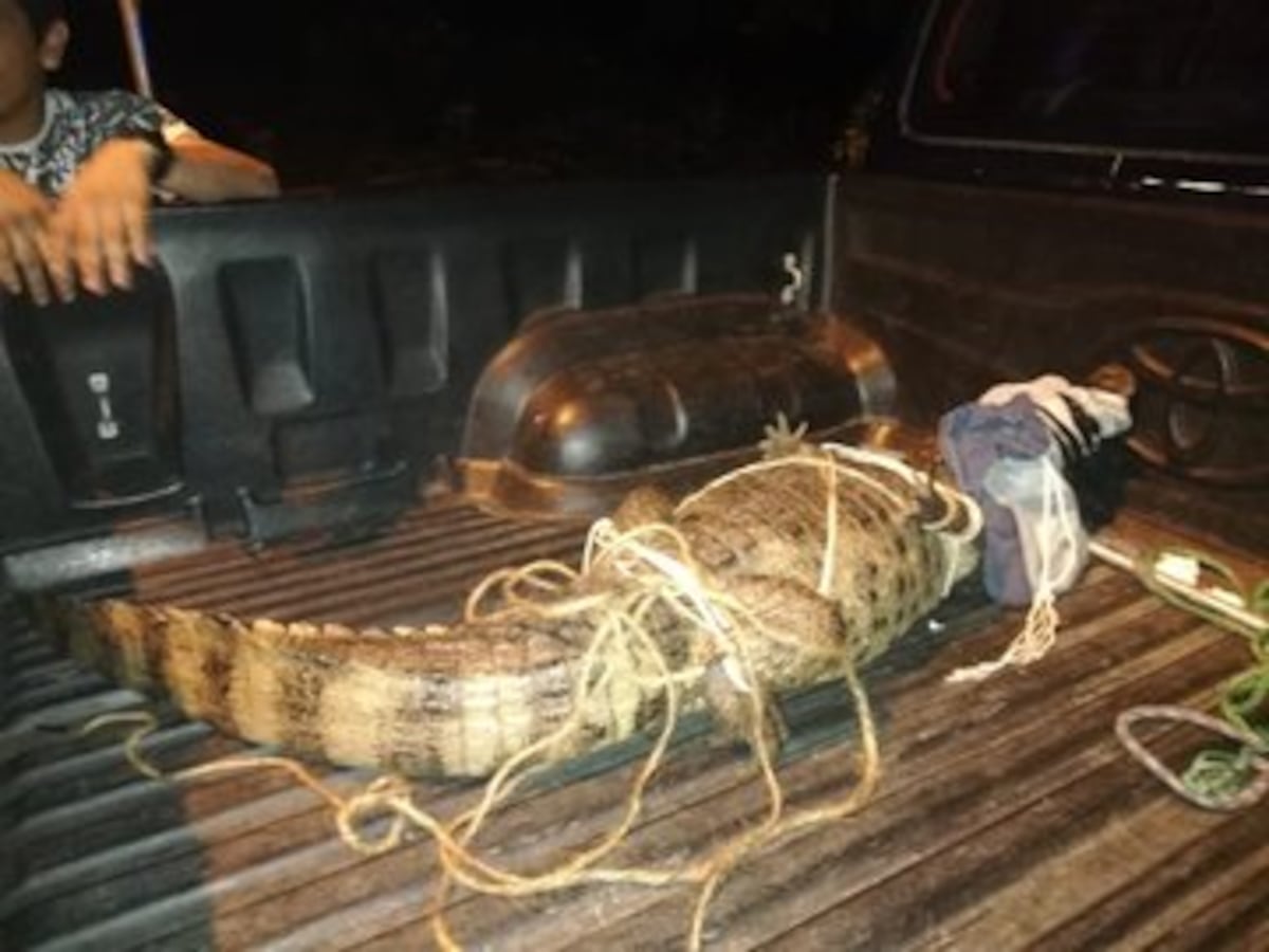 Capturan a enorme cocodrilo en Albrook. Tremendo susto