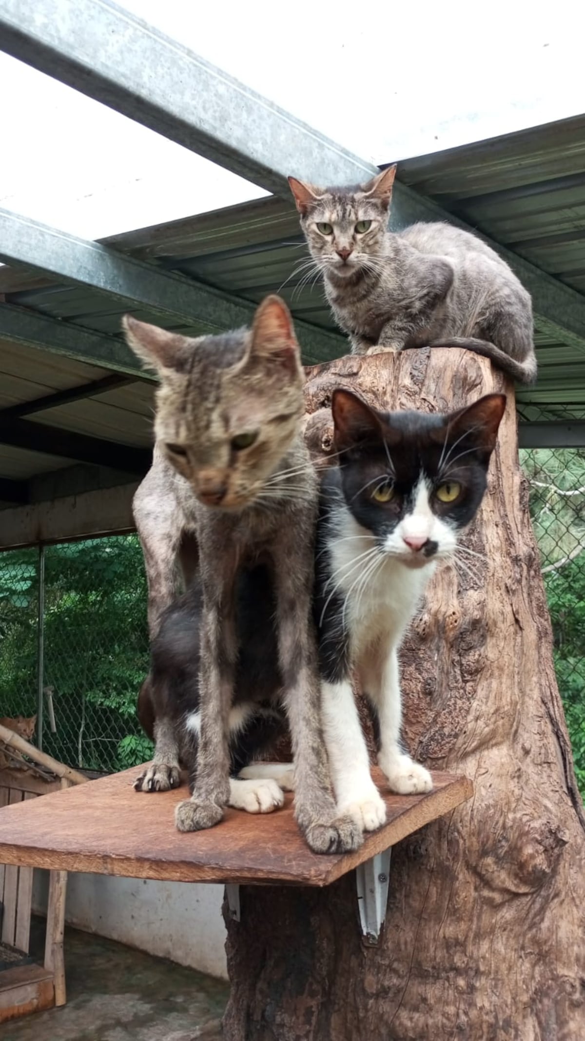 El ‘albergue’ donde los gatos maullaban de miedo: denuncian rituales satánicos y sacrificios nocturnos en Catolina Fundación. Dos colombianas detenidas