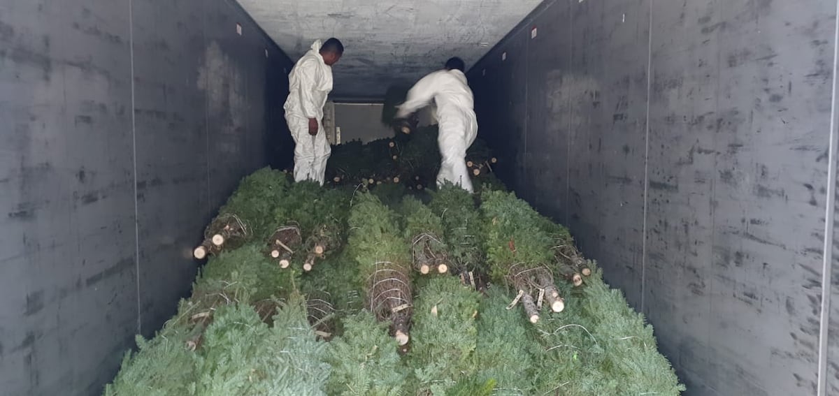 Llegan los primeros arbolitos de Navidad. Verifican que vengan libres de covid-19