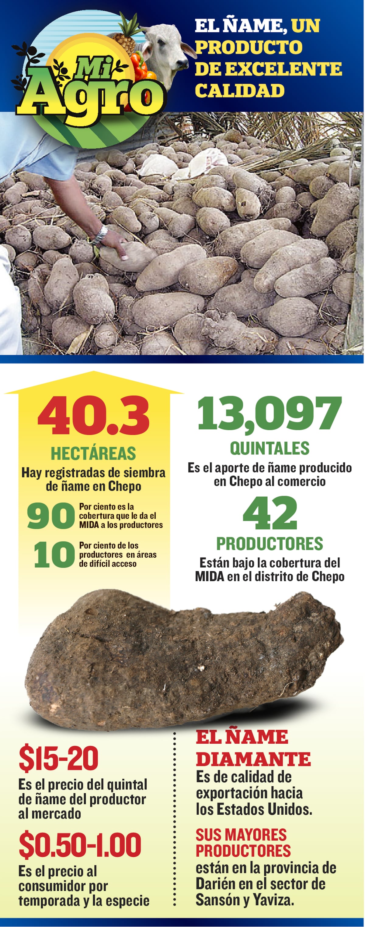 Ñame de exportación. Se siembra en Panamá este y la provincia de Darién
