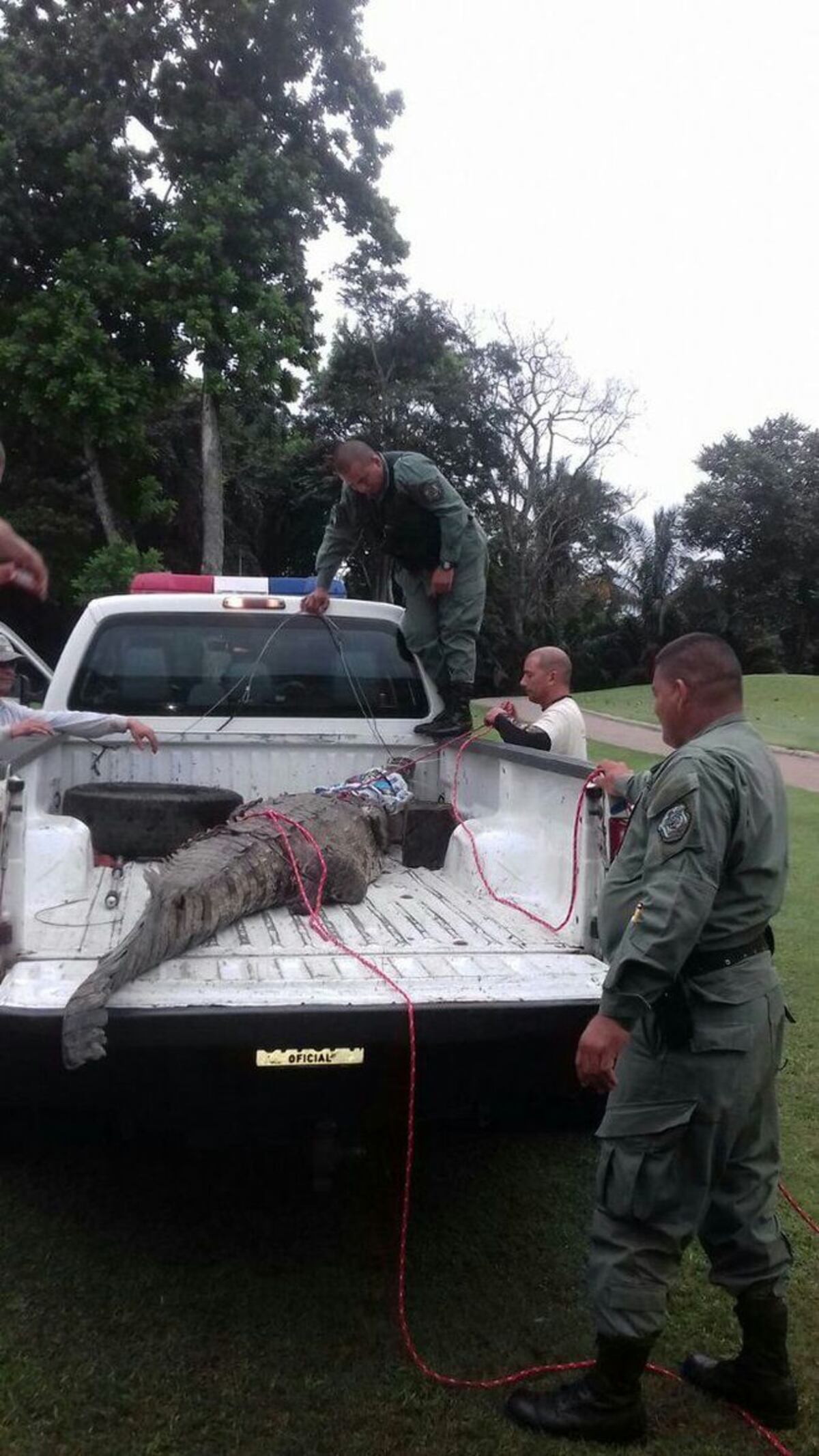 Capturan a cocodrilo en pleno campo de golf