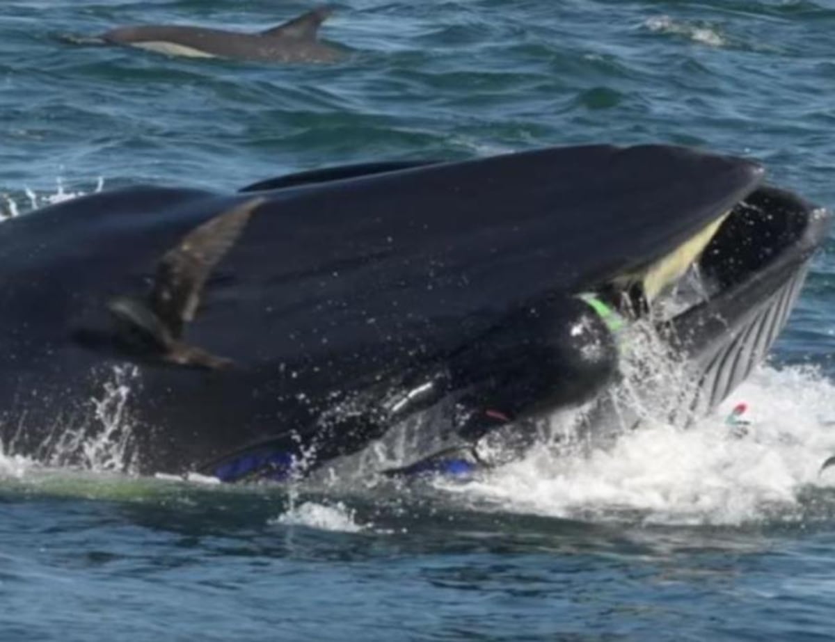 Ballena se traga a buzo y luego lo expulsa