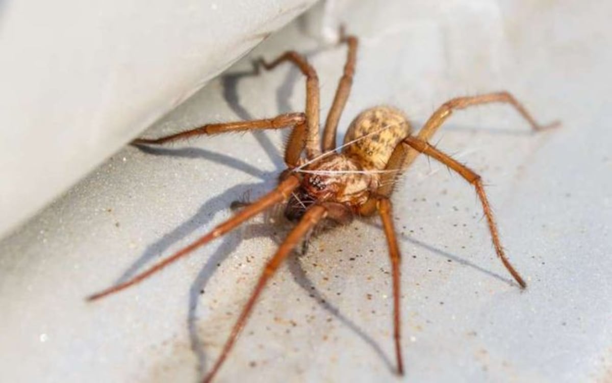 Mujer pierde la pierna tras mordedura de peligrosa araña