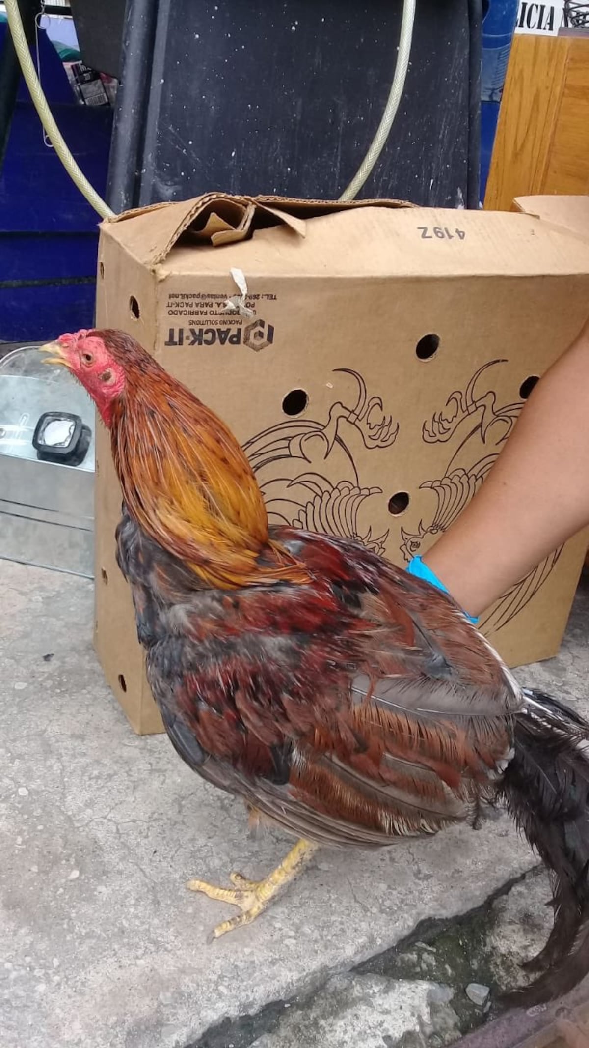 Gallos quedaron a orden de las autoridades tras operativo. Algunos sujetos se dieron a la fuga