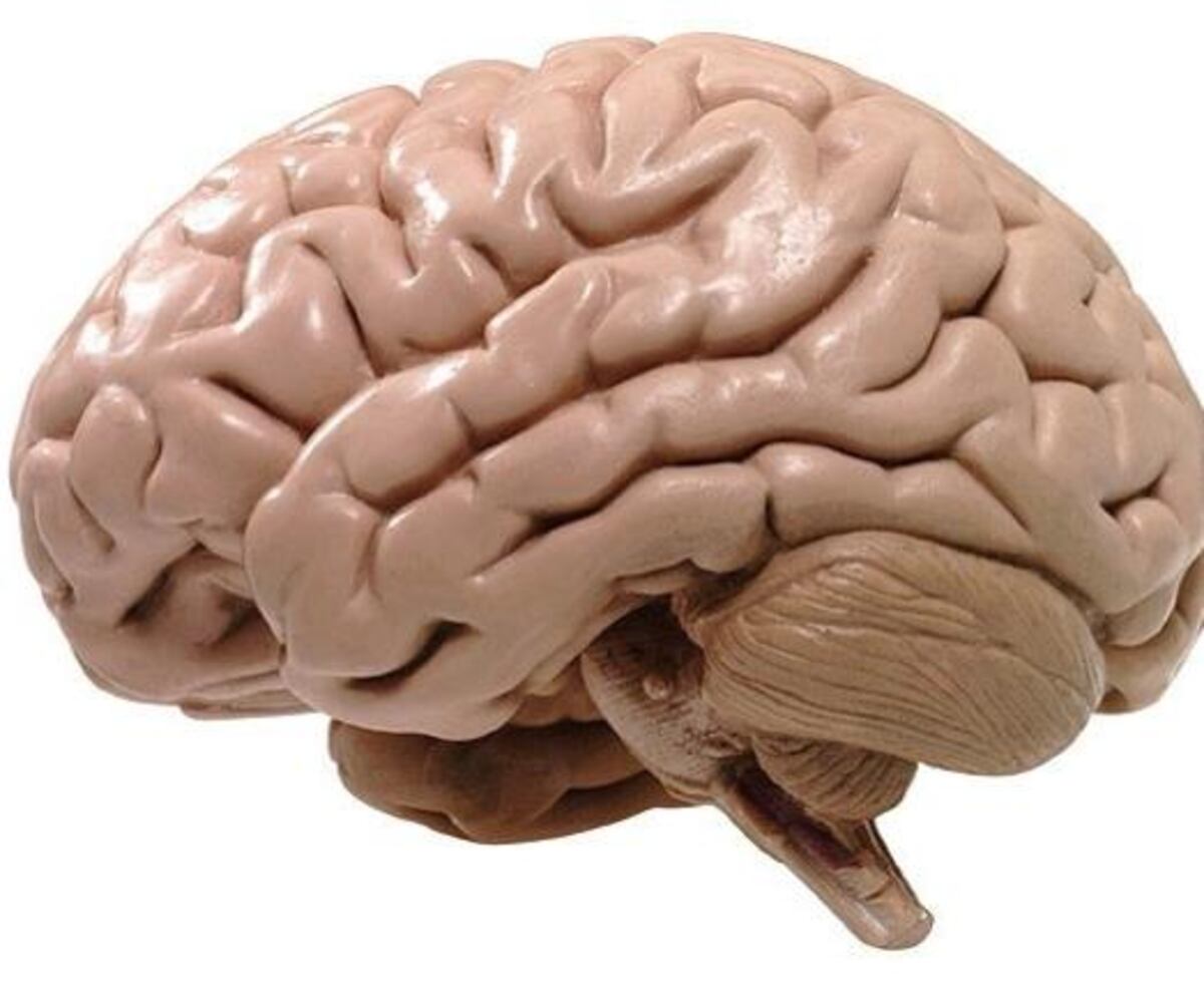 Niña caníbal cuenta a qué sabe el cerebro humano