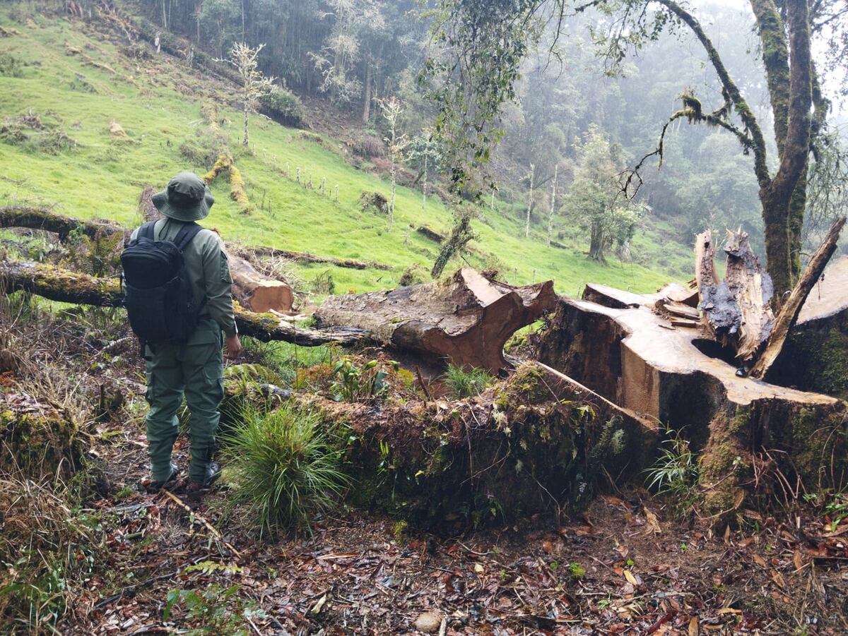 Descubren tala ilegal en el parque Internacional La Amistad: Autoridades actúan rápidamente