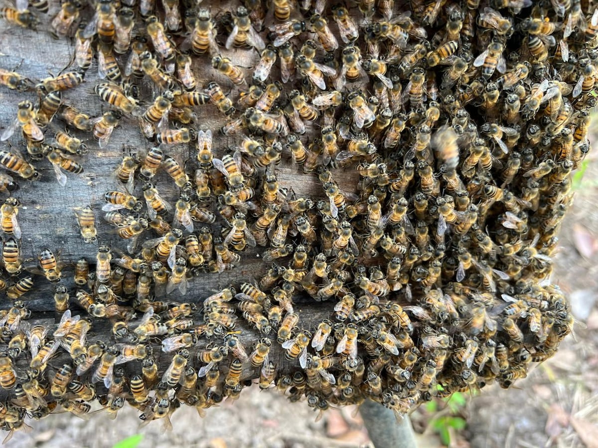 Producción de miel en Panamá crece y supera los 67 mil galones en 2025