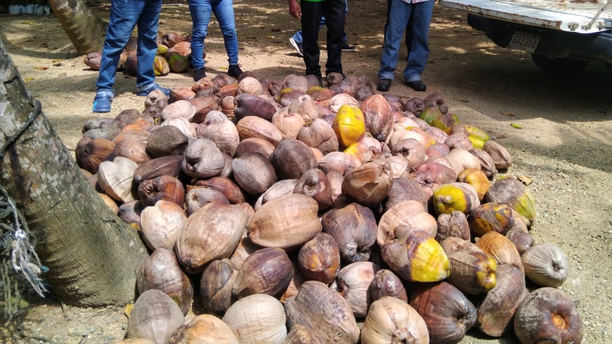 ¡Reviven el coco en Colón! MIDA planta 450 palmeras con tecnología y plátanos de regalo