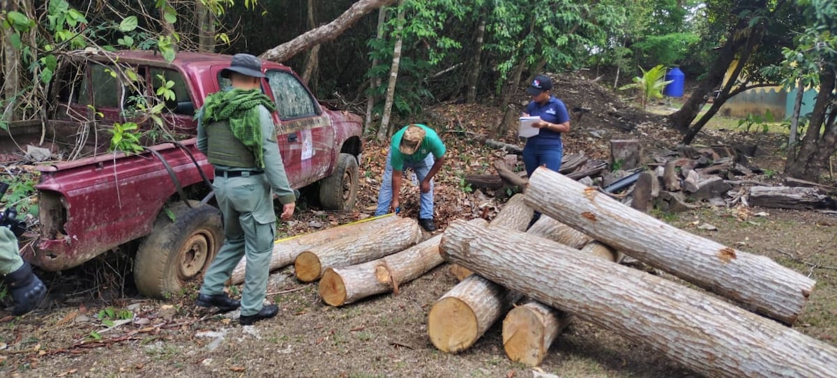 Decomisan 45 piezas de árboles talados. Hay 17 aprehendidos con motosierras en mano