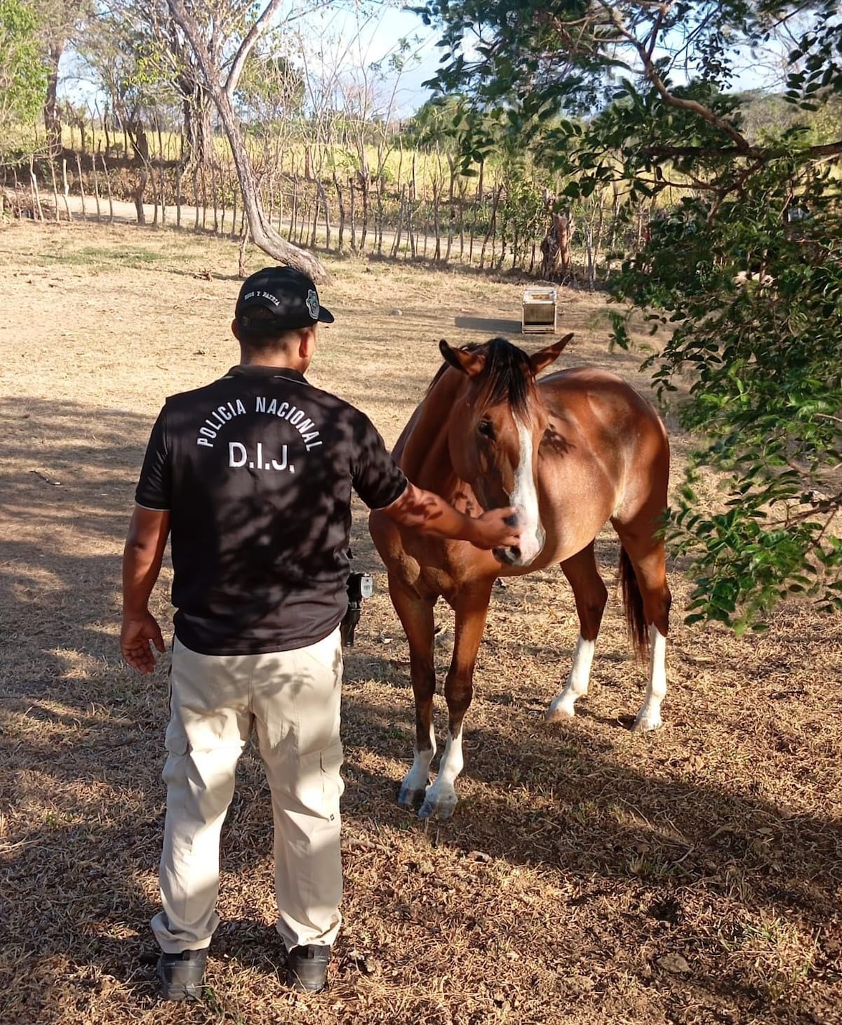 Tras la pista del ganado robado: Caen 3 por hurto pecuario en Veraguas