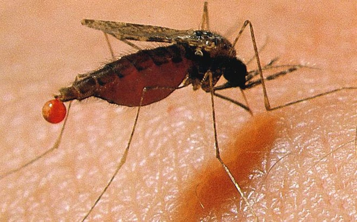 Se disparan los casos de dengue en Panamá