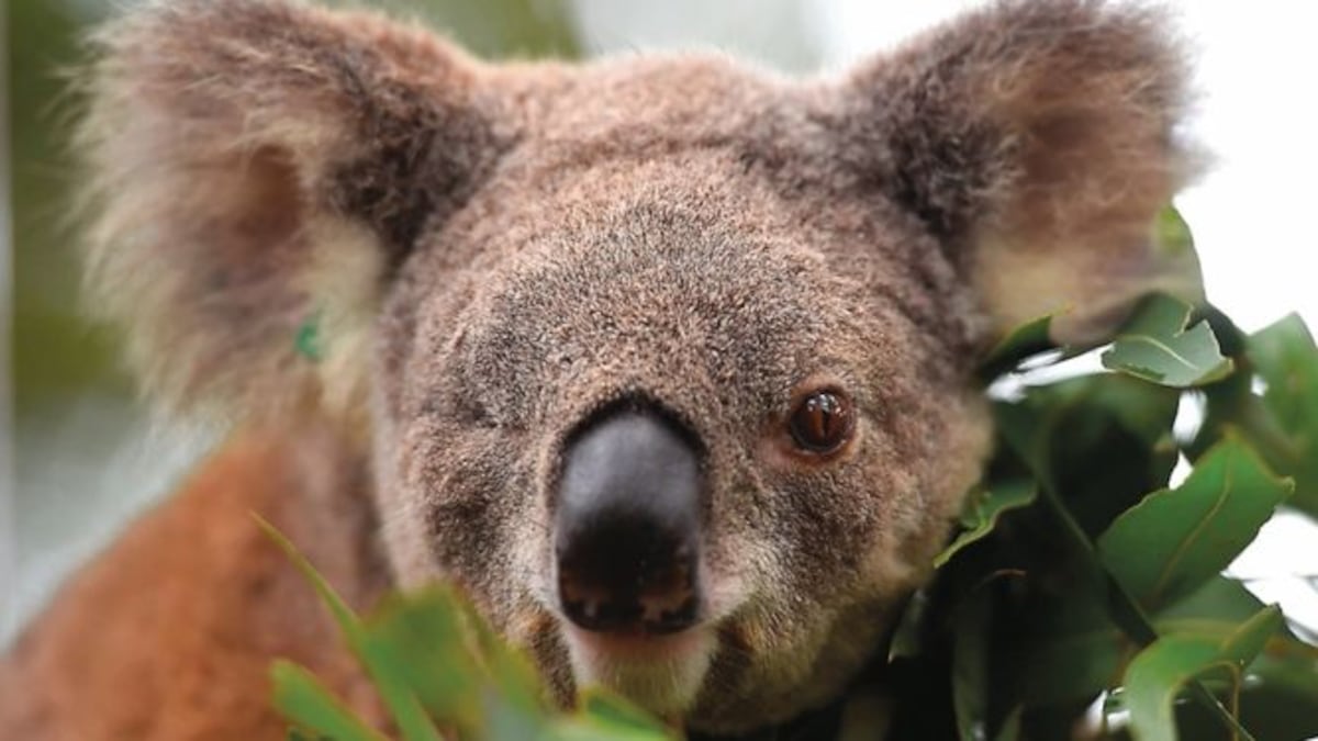 Controversia en Australia por la matanza aérea de hasta 750 koalas 
