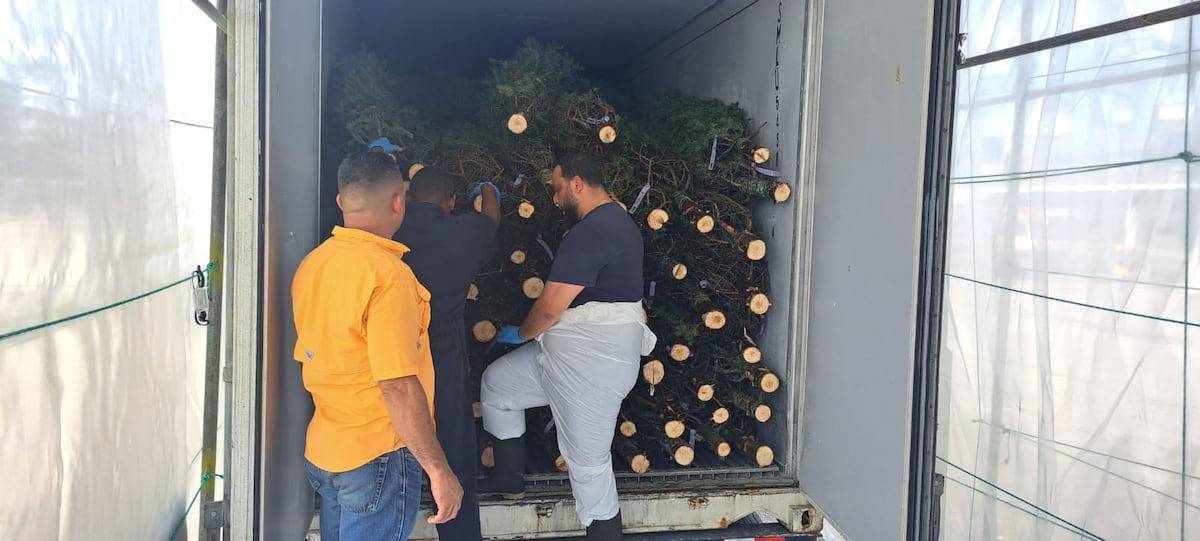 Llegan los primeros arbolitos navideños