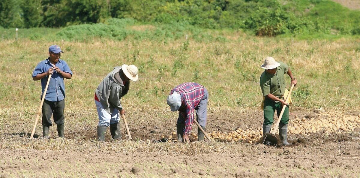 Productores panameños en pie de guerra ante las actuaciones del Gobierno
