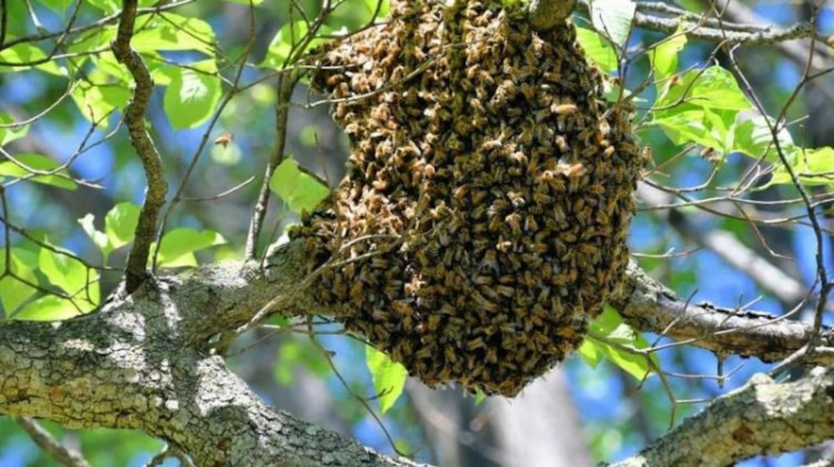 ¡Alerta por abejas africanizadas! Más de 7 mil emergencias atendidas en el país