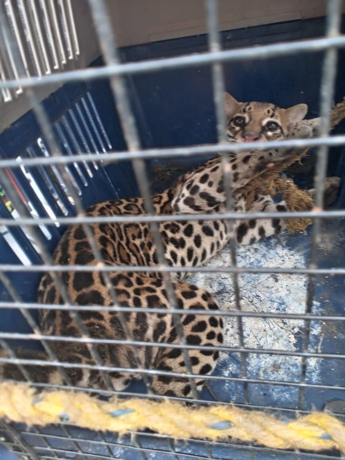 ¡Libre otra vez! Cría de ocelote rescatada en Colón vuelve a la selva del Parque Soberanía