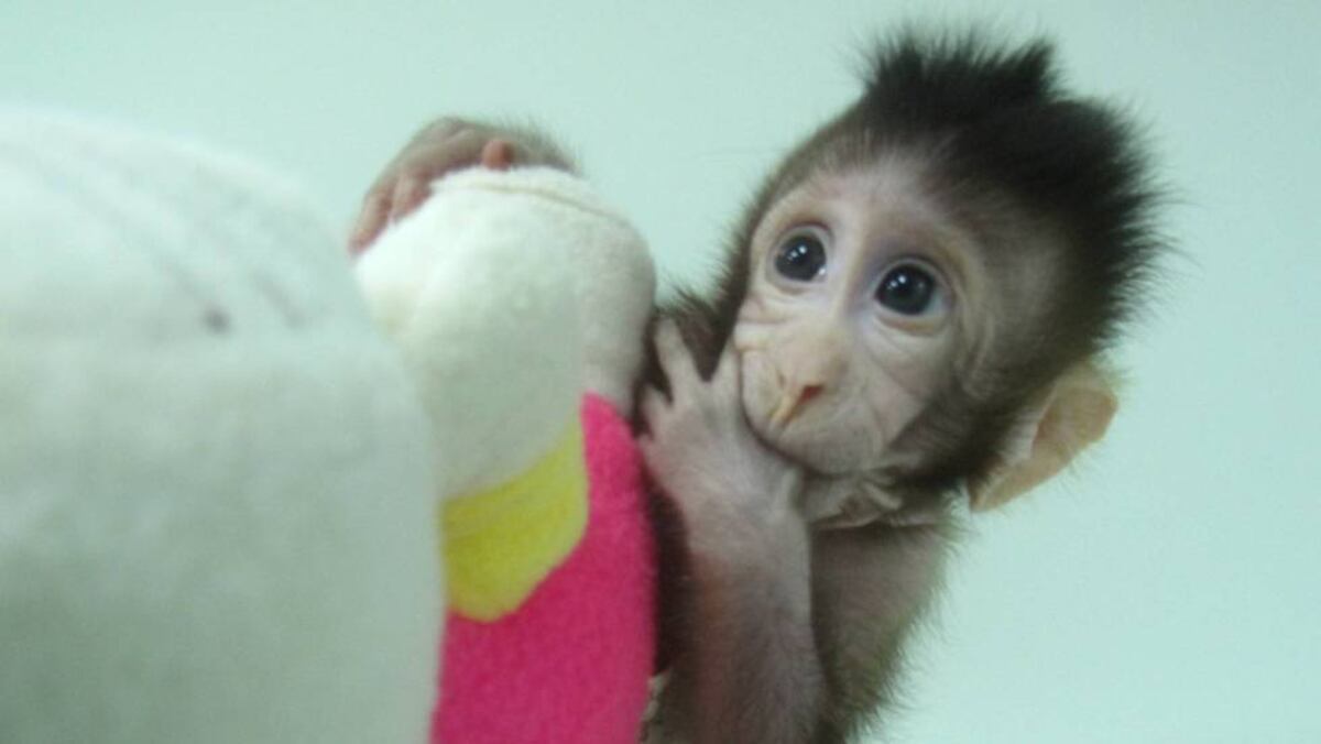 ¡Impresionante! China revoluciona la ciencia clonando dos monos